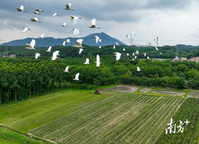 4月25日，清远市飞来峡镇旧岭村，拖拉机在田间松土，成群的鹭鸟在天空飞舞。 徐慧敏 摄