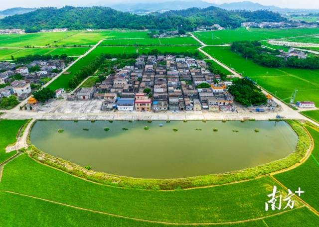 4月26日，江门台山市斗山镇大安村，绿油油的禾苗包裹着村庄，构成一幅美丽画卷。及时雨 摄