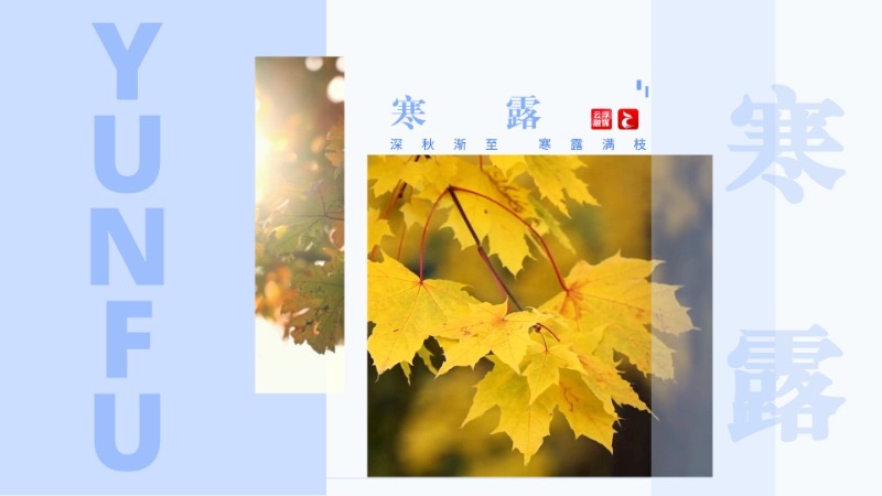 寒露丨深秋渐至 寒露满枝
