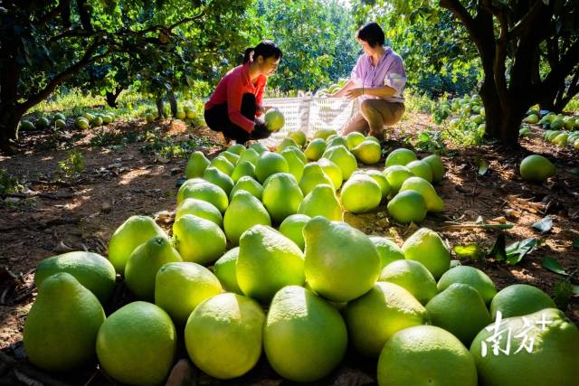 南方日报记者 何森垚 摄