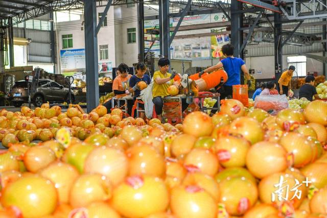 南方日报记者 何森垚 摄