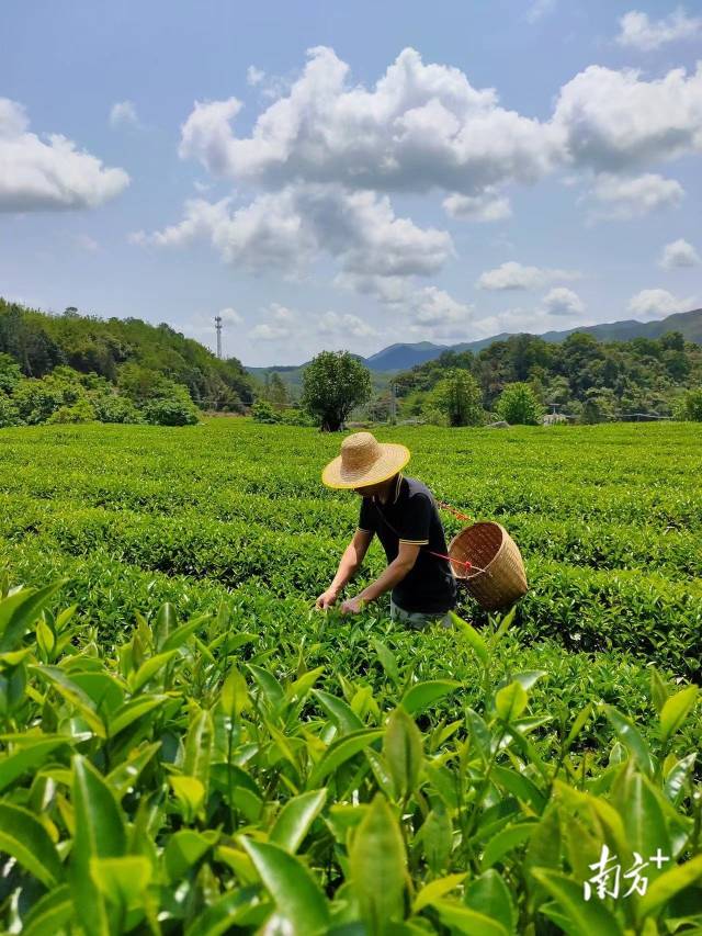  岭露红茶园。受访者供图