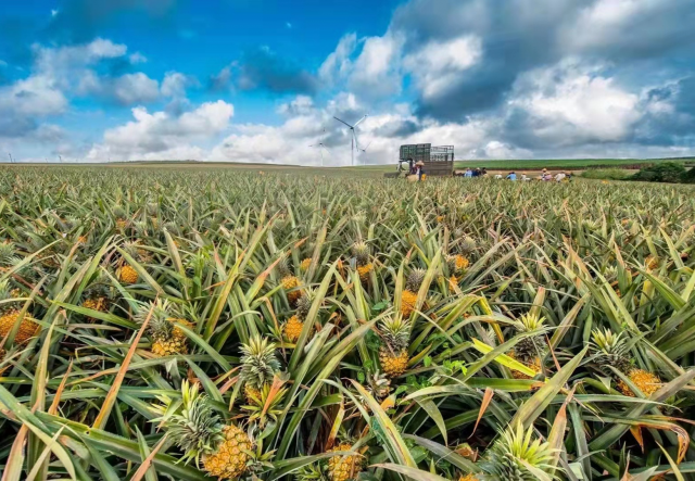 Guangdong’s "sea of pineapple" welcomes global buyers