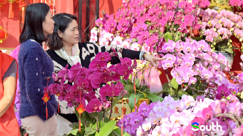 Latest updates: your guide to Guangdong's 2026 vibrant Spring Festival flower markets