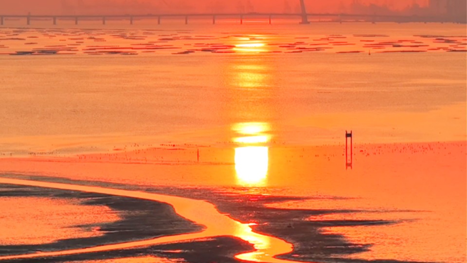 Birds on golden water, treelines against sky