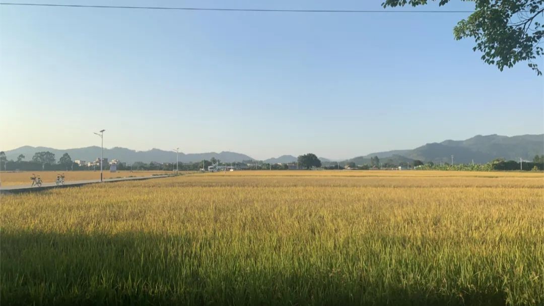 农业农村部：抓田管促壮苗，全力以赴打牢秋粮丰收基础