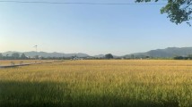 农业农村部:抓田管促壮苗,全力以赴打牢秋粮丰收基础 农业农村部:抓田管促壮苗,全力以赴打牢秋粮丰收基础