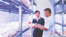 二十大代表在基层丨党代表与食用菌产业同仁展望乡村振兴蓝图 二十大代表在基层丨党代表与食用菌产业同仁展望乡村振兴蓝图