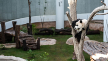 卡塔尔世界杯临近 大熊猫“京京”和“四海”正式与公众见面 卡塔尔世界杯临近 大熊猫“京京”和“四海”正式与公众见面