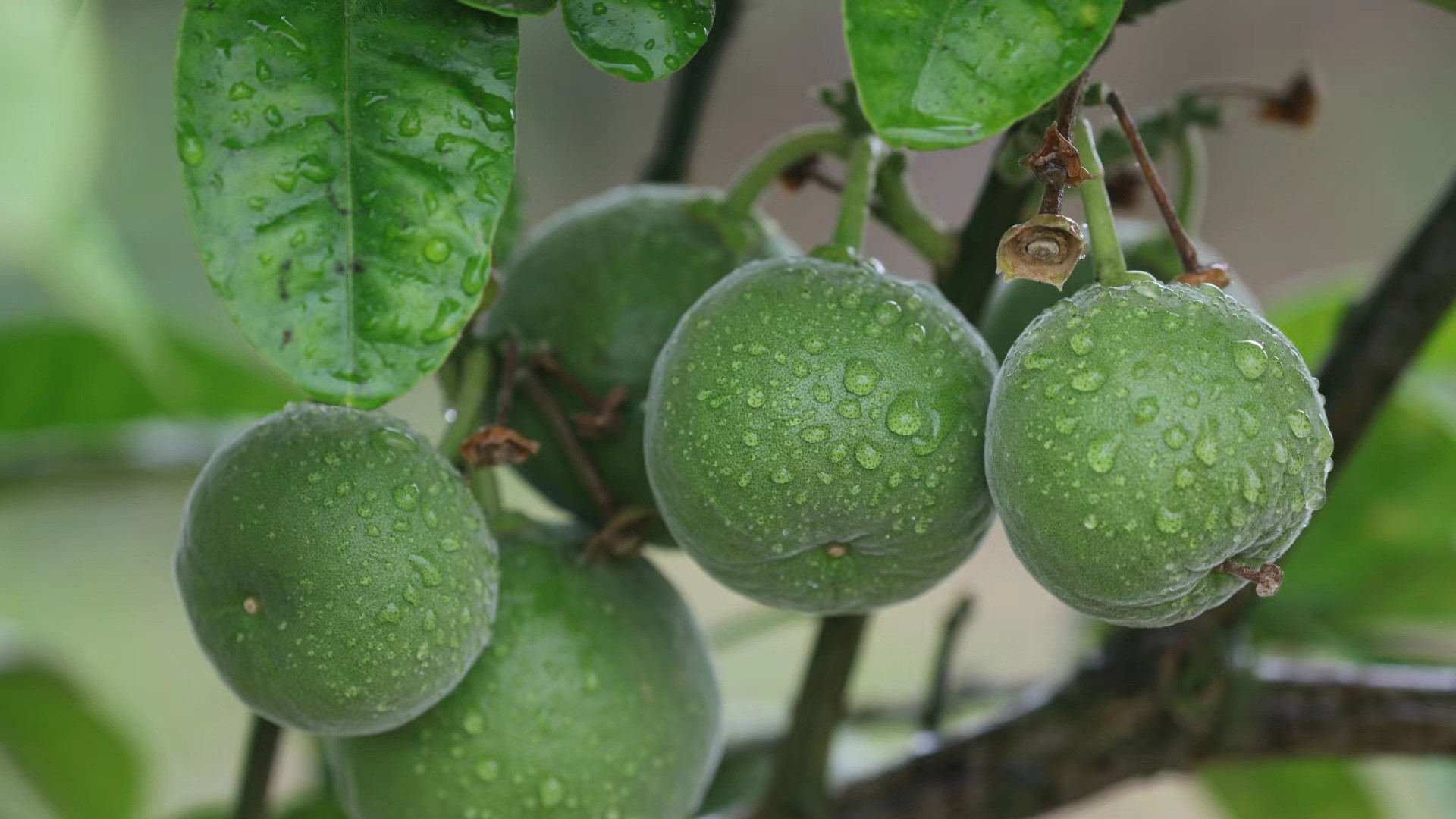 Malaysian businessmen visit Maoming, plan to bring Tomentose Pummelo Peel to Southeast Asia