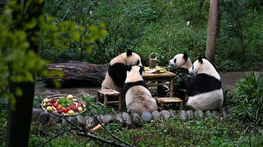 Giant panda pair arrives in Austria for 10-year stay