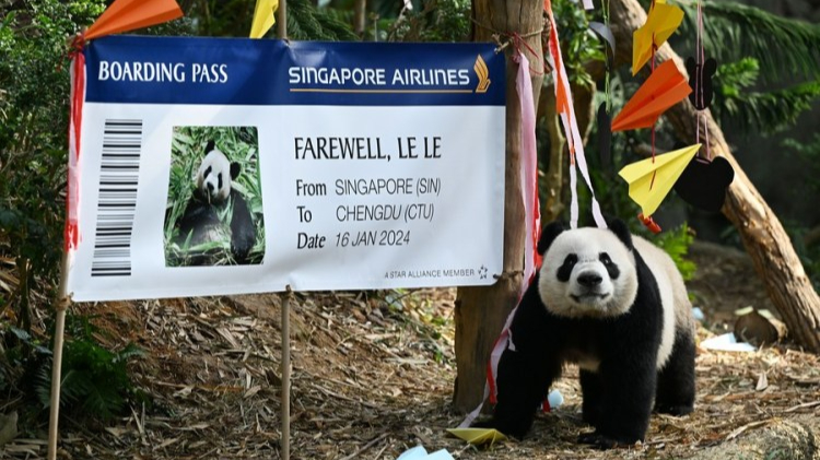 Singapore-born panda makes final appearance before returning to China