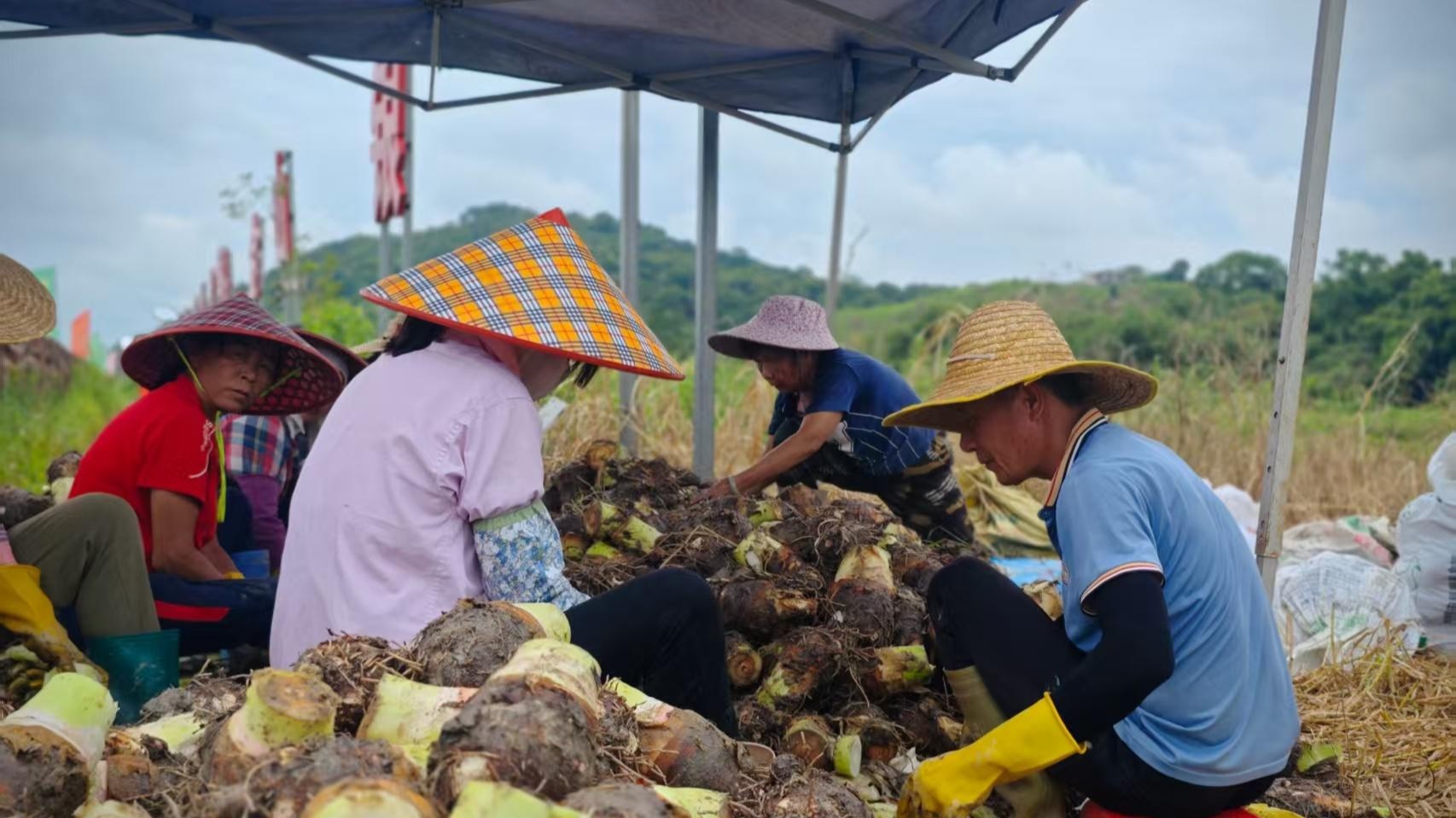 A new story of taro in Maoming's Kangli Village
