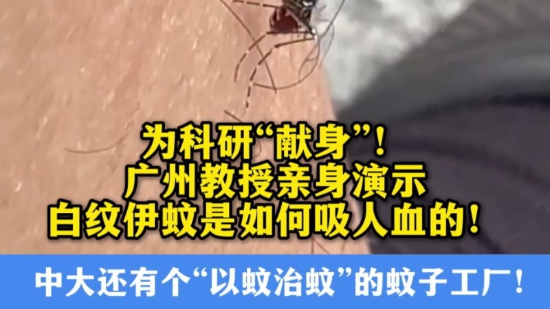 “以蚊治蚊”！中大团队将以绝育雄蚊与“蚊子天敌”守护佛山