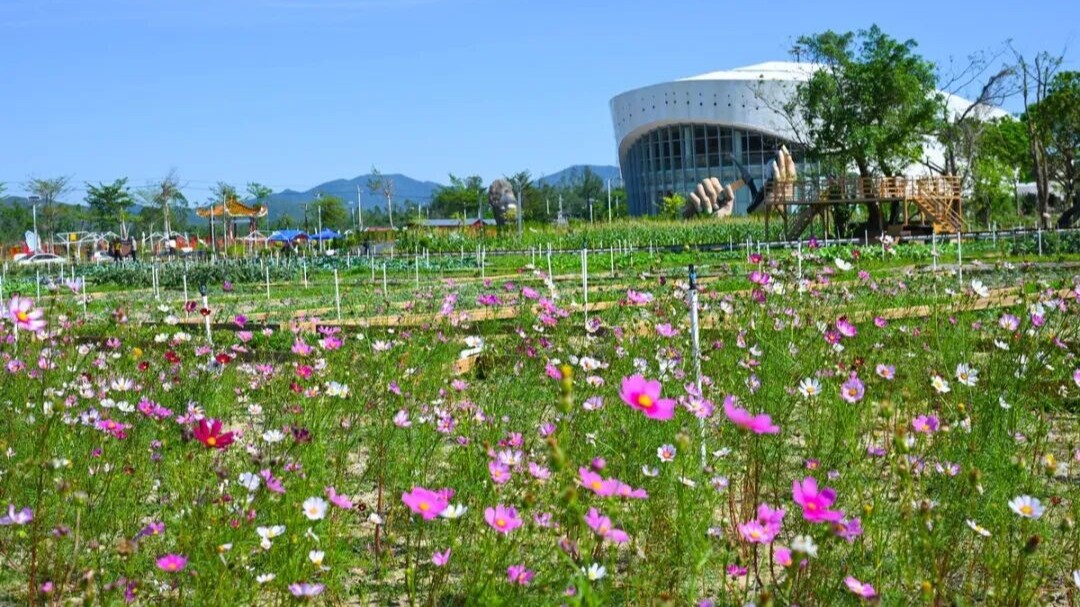 Appreciate pastoral scenery and taste oysters in Yangjiang!