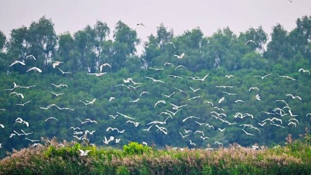 Discover Nansha Wetland Park: Where nature paints a living masterpiece