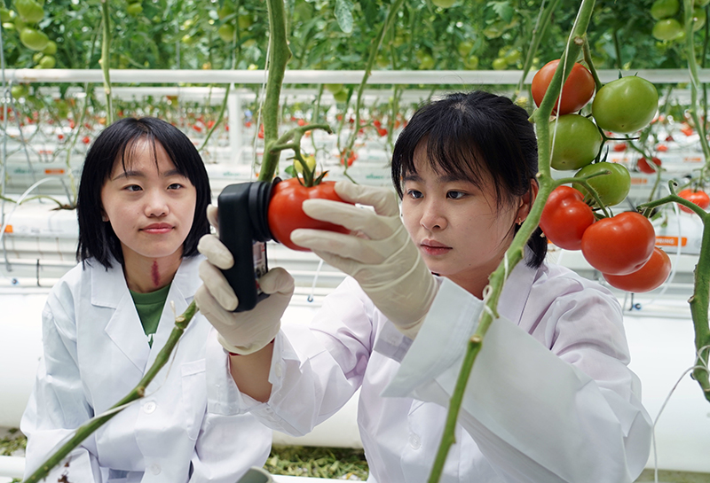 2023年5月28日，北京市平谷区峪口镇西樊各庄村科技小院驻村大学生在京瓦温室园艺示范园测量番茄果实硬度。
