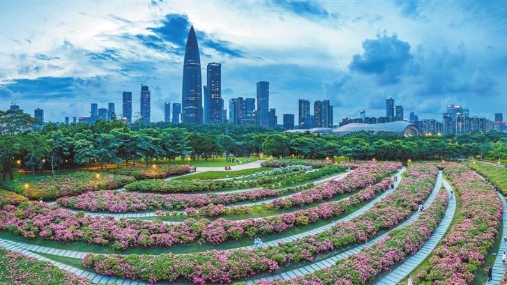 Pink Mussaenda in full bloom at Shenzhen Bay Park