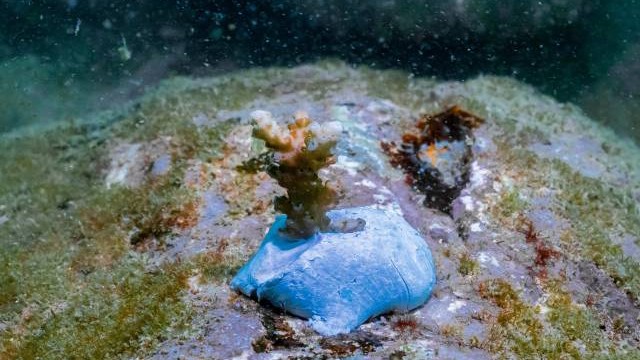 A group of coral protectors in Dapeng, Shenzhen 丨National Ecology Day