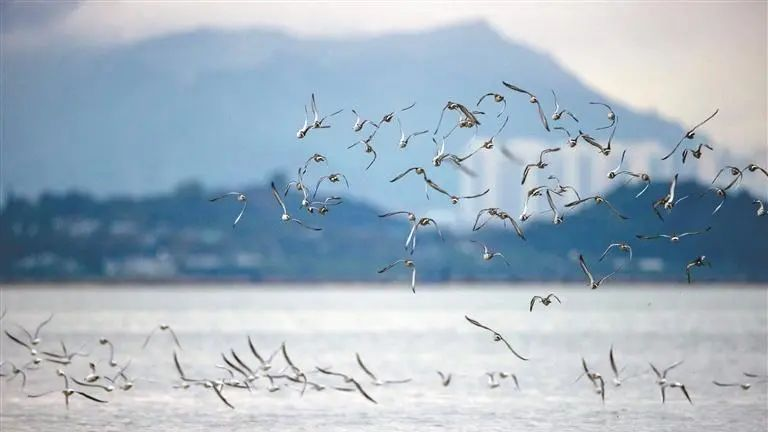 Birdsong becomes Shenzhen's natural alarm clock