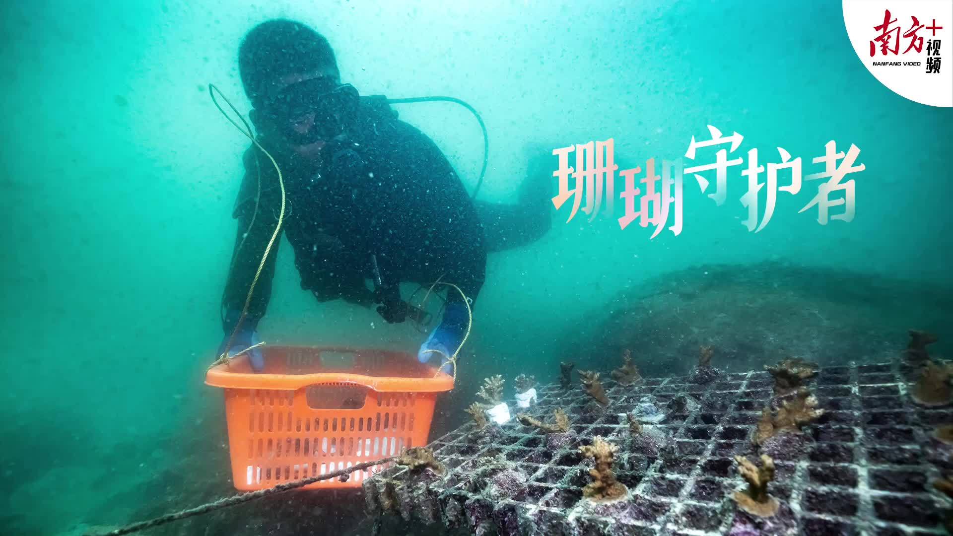 在深圳大鹏，有一群珊瑚守护者