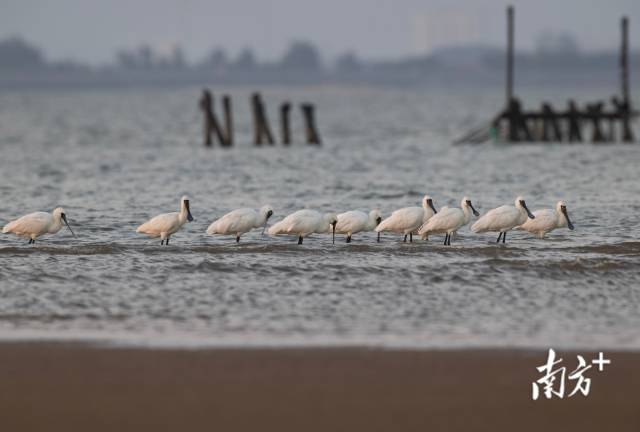 汕头培隆沙滩，国际一级保护动物黑脸琵鹭在暖阳下栖息。