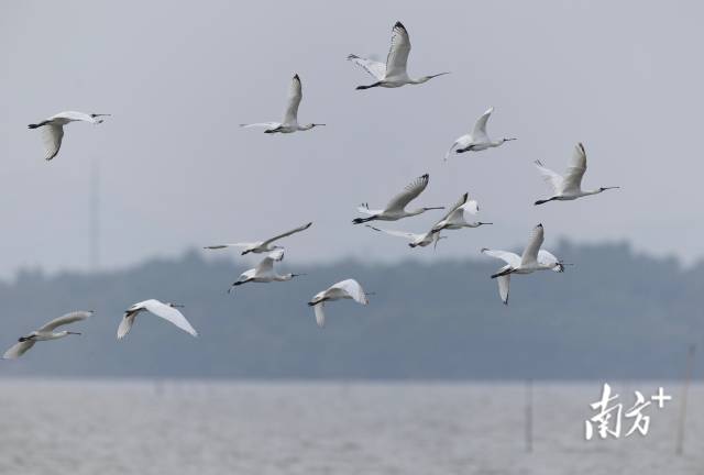 黑脸琵鹭在海边翱翔。