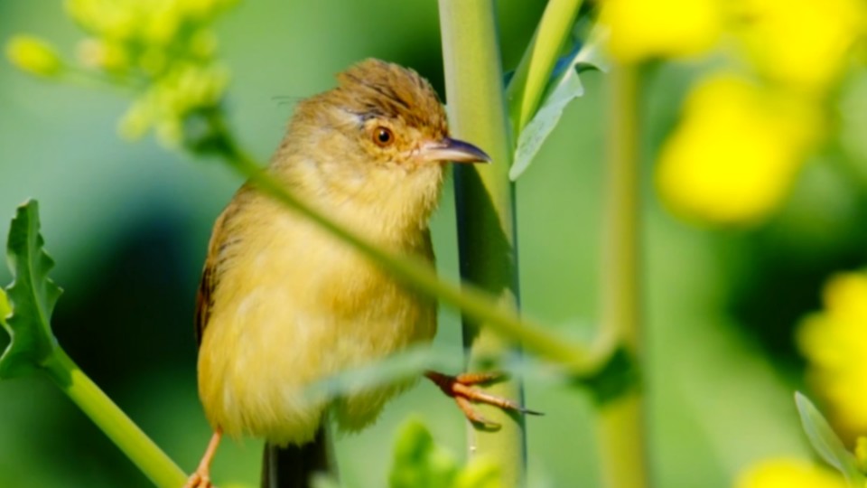 On Minor Cold, wishing you peace and warmth