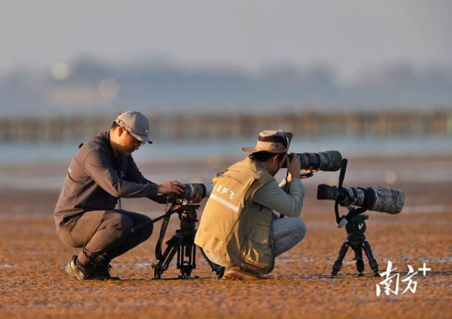 南方+记者与爱鸟人士在汕头培隆沙滩记录拍摄候鸟。