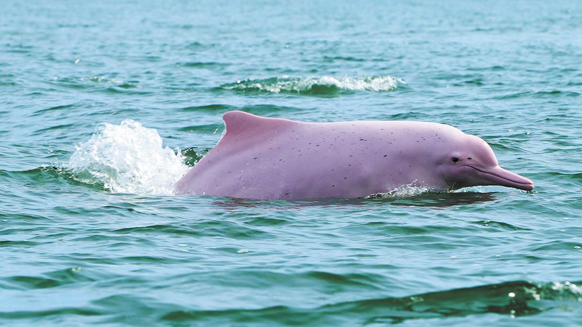 BBC documentary captures Guangdong's wild side