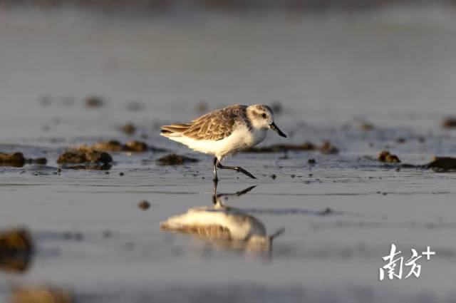 湛江海边，国家一级保护动物勺嘴鹬正在滩涂上觅食。
