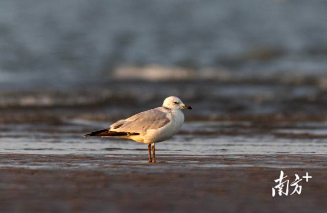 汕头培隆沙滩，国家一级保护动物遗鸥。