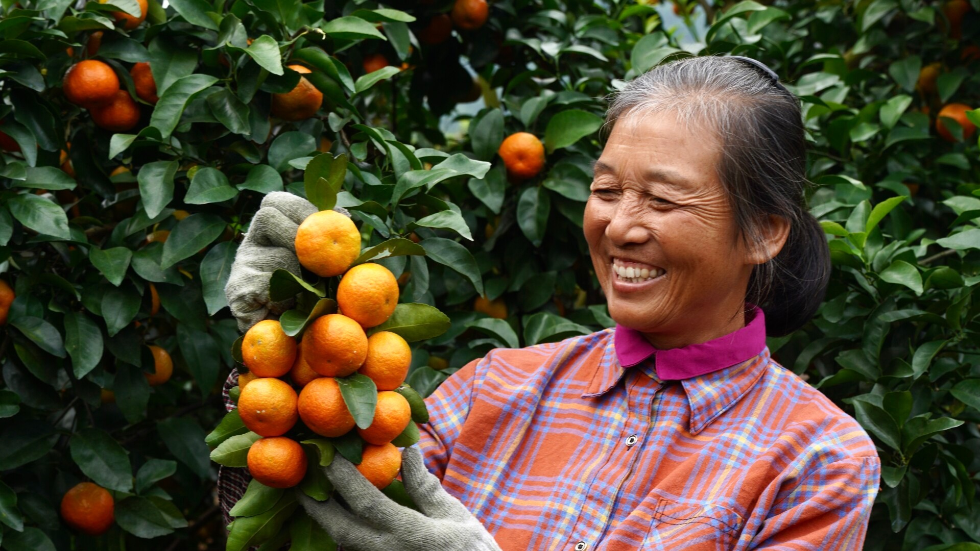 Guangdong Sihui's mandarins ready to delight consumers worldwide