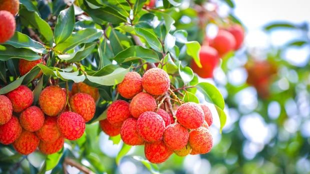 广东36个入选！2025第三批全国名特优新农产品名录发布