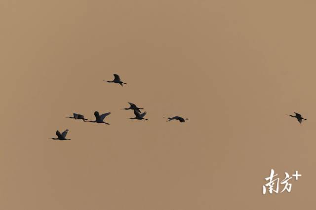 黑脸琵鹭在暖阳中翱翔留下剪影。