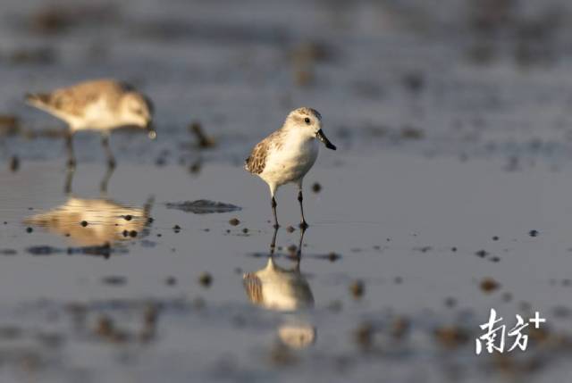 勺嘴鹬在滩涂上栖息。