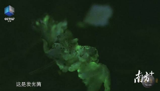 央视在韶关始兴拍到“发光蘑菇”!场景如童话森林般梦幻 央视在韶关始兴拍到“发光蘑菇”!场景如童话森林般梦幻