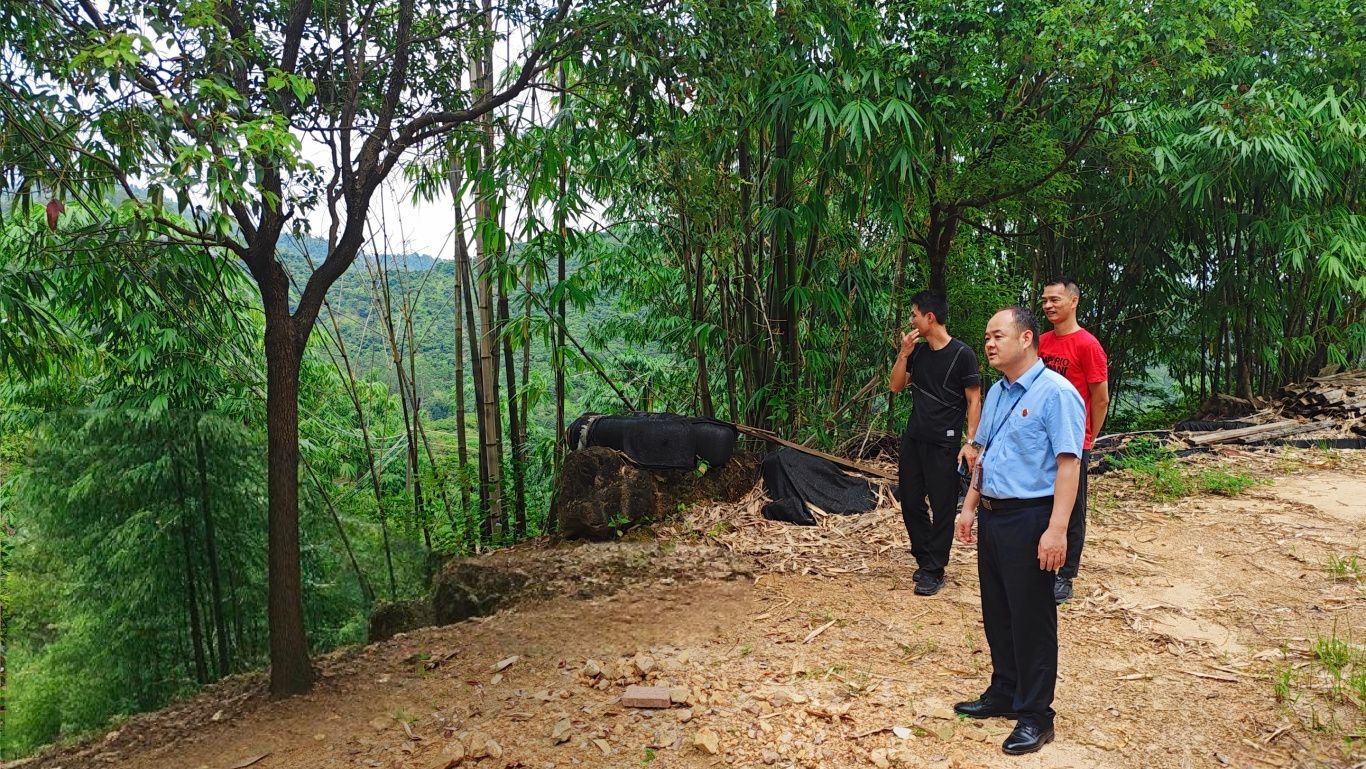 新植树木已扎稳长高