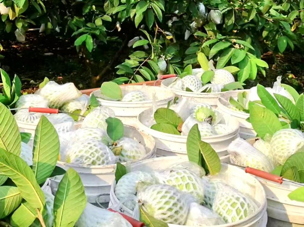 芭乐是近年来的网红水果之一