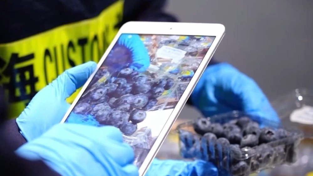 载着秘鲁沙漠蓝莓的大卡车来了！进博会首批展品今天进馆