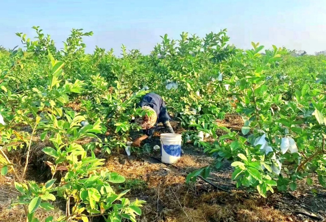 芭乐迎销售高峰期，胡剑锋雇佣的村民超150人。