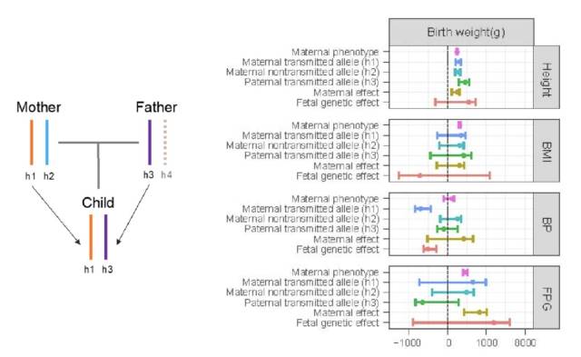 跨代孟德尔随机化分析示意图（左）；影响出生体重的母体宫内环境和子代遗传效应（右）。