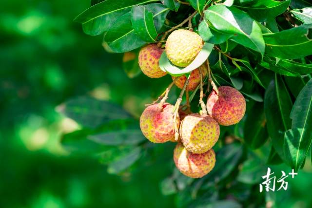 远昌果场种植的唐夏红荔枝。受访者供图