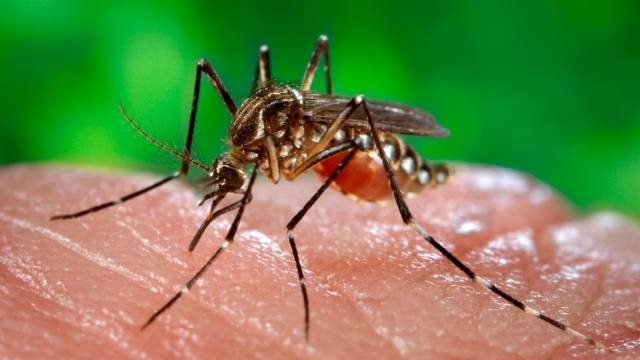 关于基孔肯雅热，你应该知道这些→