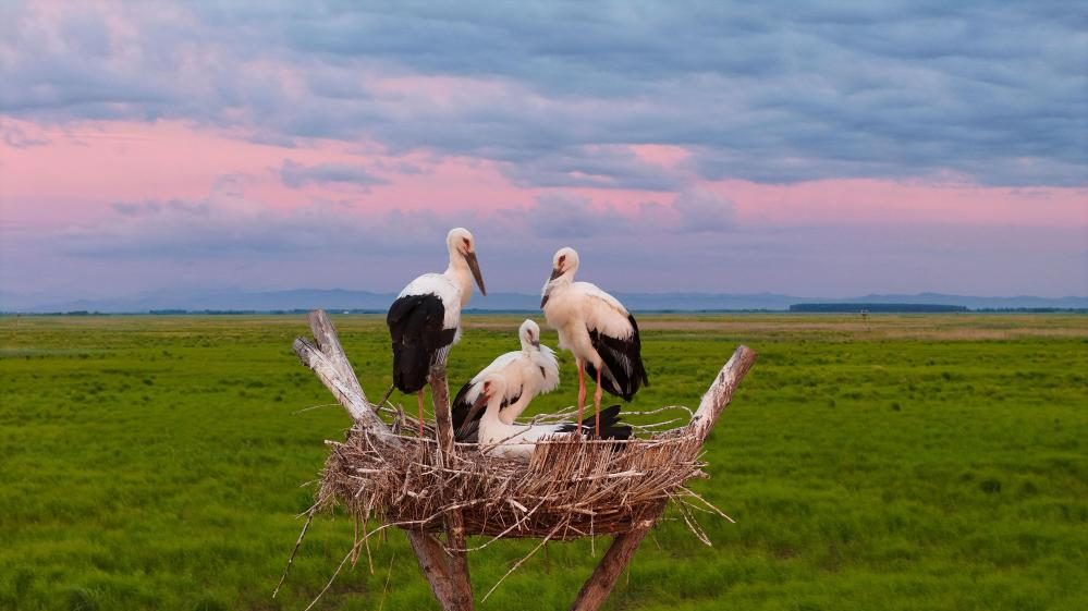 In pics: oriental white storks in artificial nests in Fujin City, NE China