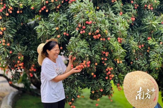 市民在远昌果场的荔枝林中拍照打卡。马新杰 摄