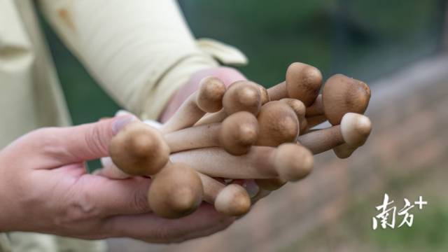 香勤生物培育出来的荔枝菌。