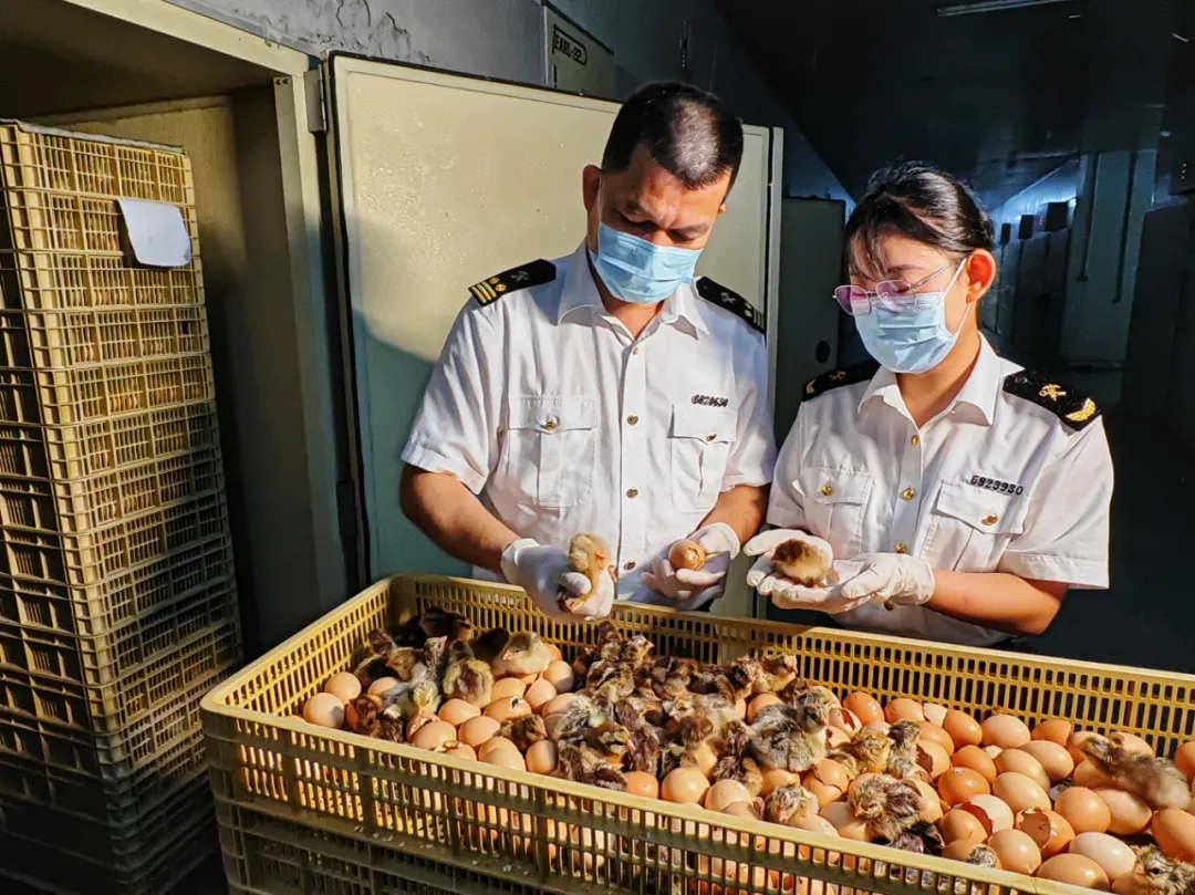 图为江门海关关员夜间监管农产品出口