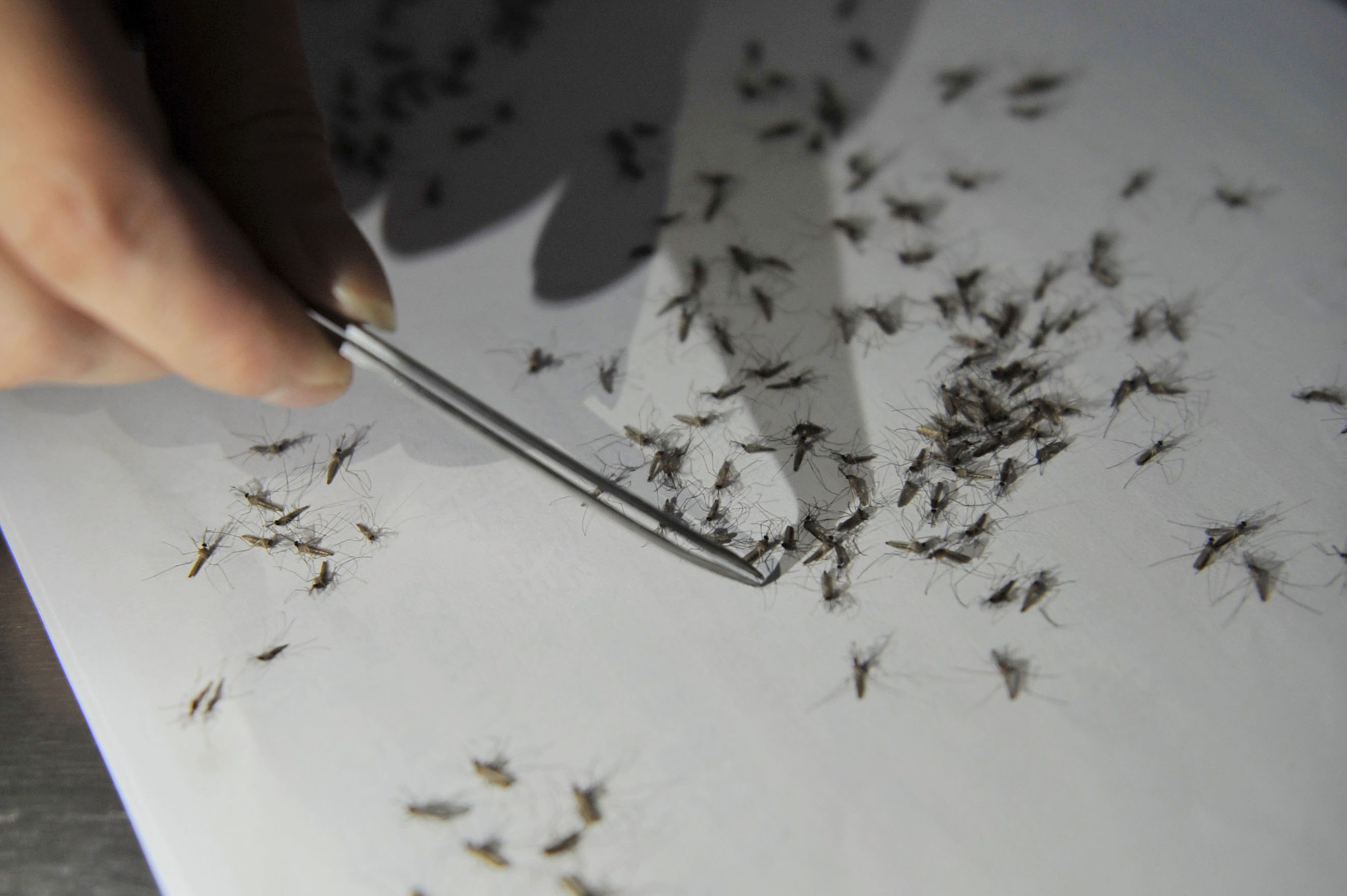 Who is more likely to be bitten by mosquitoes?