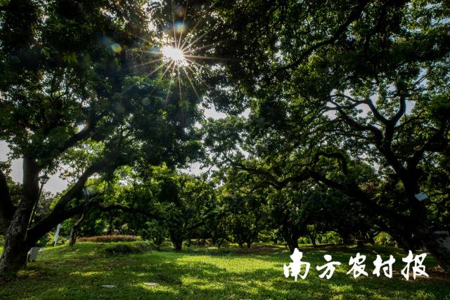 东莞古荔园，东莞荔枝种质资源宝库